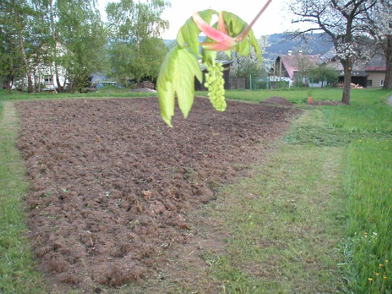Čerstvě osázené bramborové pole pana Brůny, 8.května 2004