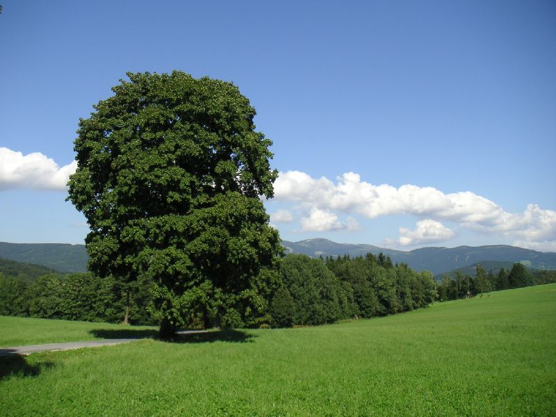 Strom na Čermákových Rovních, 19.srpna 2006
