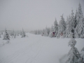 Silnice od Smědavy na Souš, Kůrovec, 26.února 2005