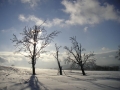 Pláň se stromy nad Příchovicemi pod Hvězdou, 4.února 2006